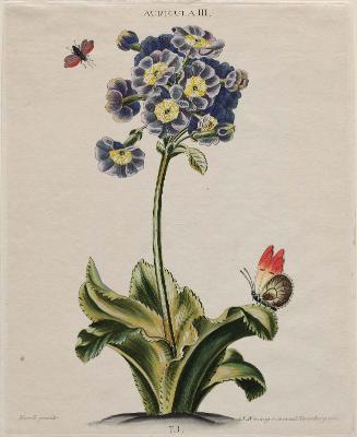 Auricula III (Pl 73 from Christopher Jacob Trew, "Hortus Nitidissimis...", Nuremberg, Wirsing, (1750–86)