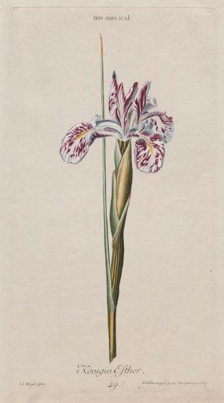 Queen Esther (English) Iris (Köningin Esther) (Iris Anglica I) (Pl 49 from Christopher Jacob Trew, "Hortus Nitidissimis omnem per annum superbiens floribus...", Nuremberg: Wirsing, 1750–86.