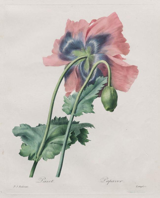 Poppy  (Papaver),  from Redouté, "Choix des Plus Belles Fleurs...", Paris, Panckoucke, et al...1827-1833