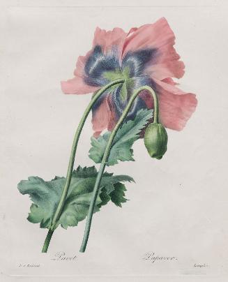 Poppy  (Papaver),  from Redouté, "Choix des Plus Belles Fleurs...", Paris, Panckoucke, et al...1827-1833