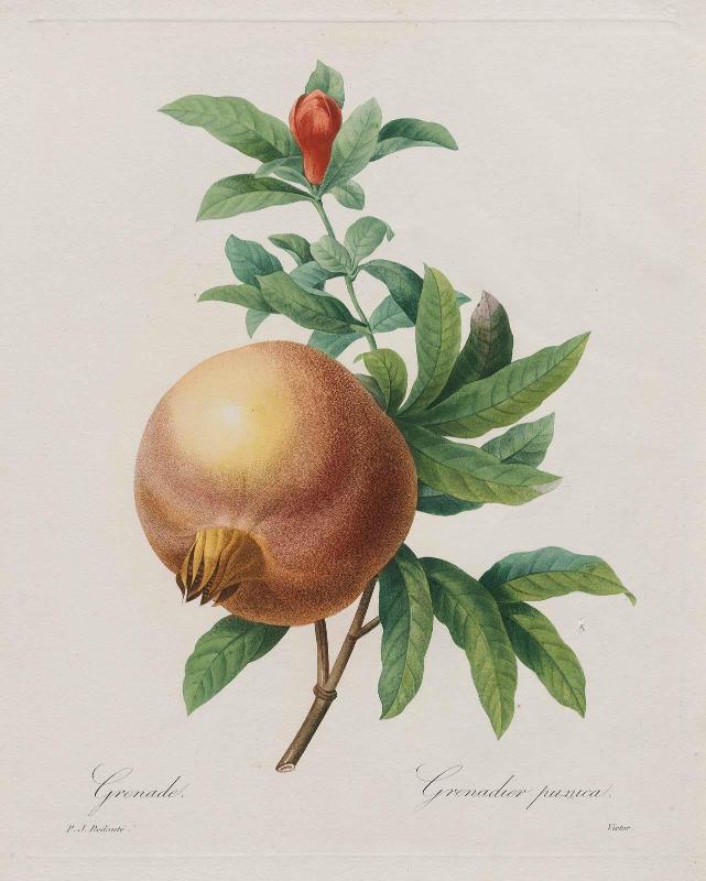Pomegranate (Grenadier punica), from Redouté, "Choix des Plus Belles Fleurs...", Paris, Panckoucke, et al...1827-33