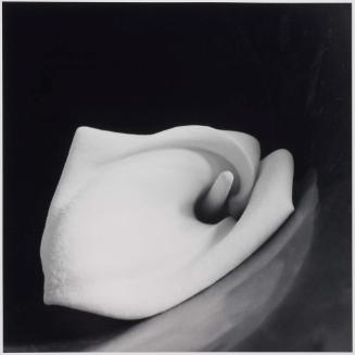 Calla Lily