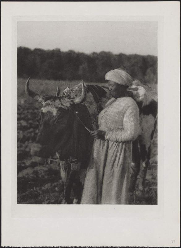 Woman and Cattle
