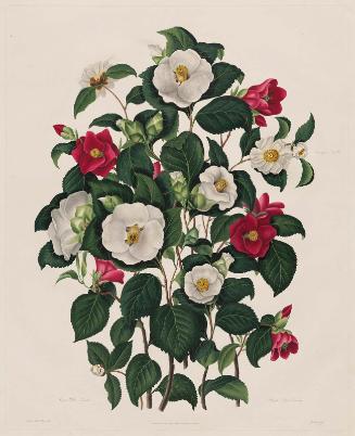 Single White Camellia / Single Red Camellia, from Samuel Curtis, A Monograph on the Genus Camellia