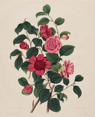 Anemone flower'd, or Waratah Camellia / Rose color'd, or Middlemists Camellia, from Samuel Curtis, A Monograph on the Genus Camellia