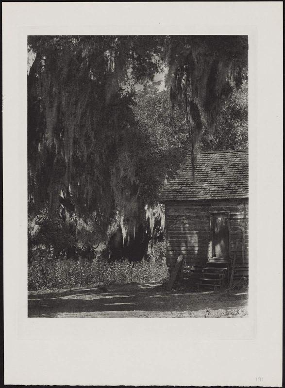 Cabin and Trees