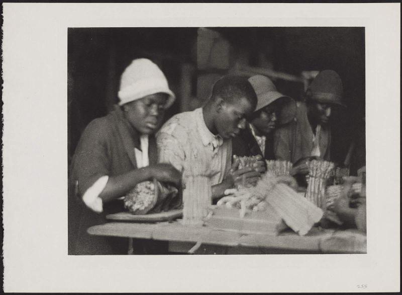 Workers Tying Asparagus