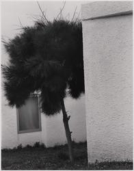 Tree and Stucco, Ancon, Peru, 1974