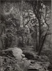 Motif in the Siebengebirge (Motiv im Siebengebirge)