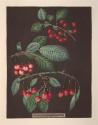 Plate VIII: Red Cherries