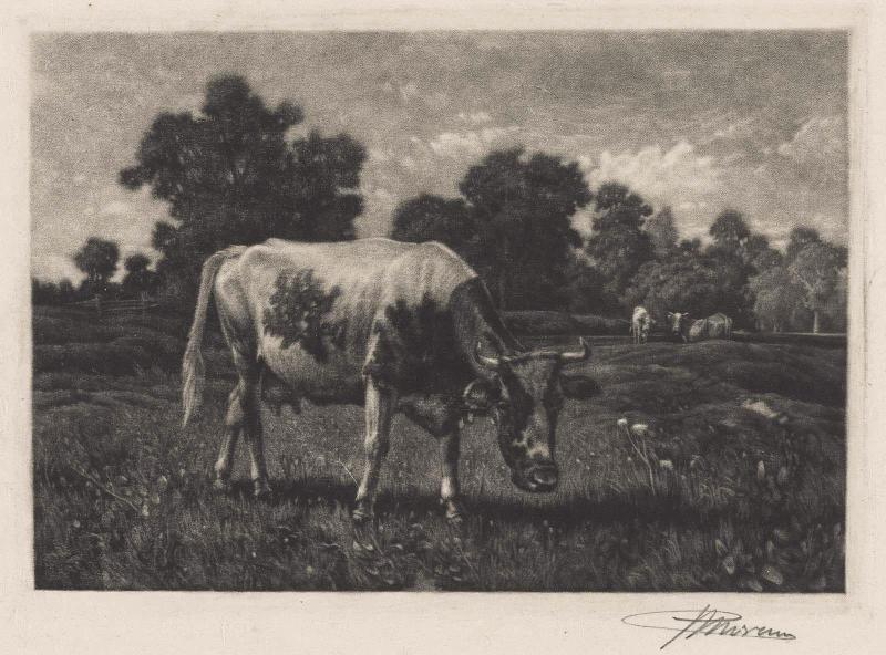 Cow Grazing