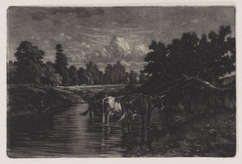 Cows Standing in a Stream