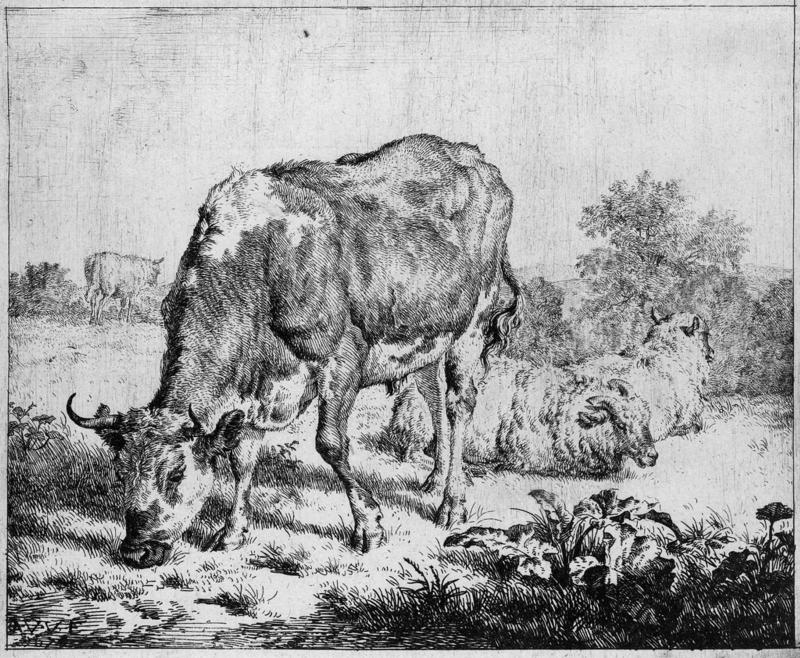 The Spotted Ox and Three Sheep