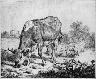 The Spotted Ox and Three Sheep