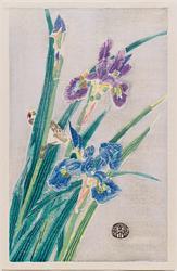 Irises and Bird