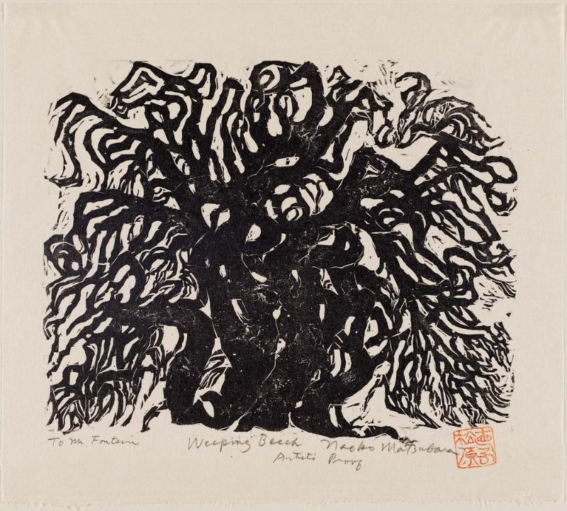 Weeping Beech