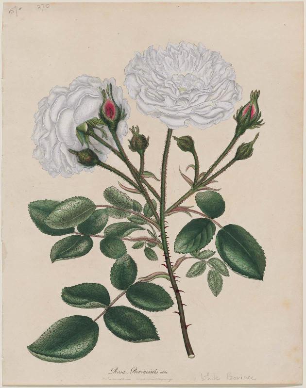 White Province Rose (Rosa provincialis alba).
