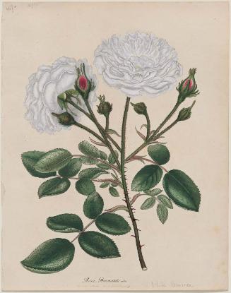 White Province Rose (Rosa provincialis alba).