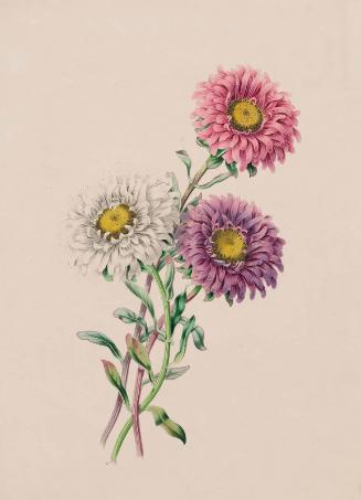 Three Chrysanthemums (From  Flora's Gems; or The Treasures of the Parterre. Twelve bouquets drawn and coloured from nature by James Andrews. n.d.) (1830)