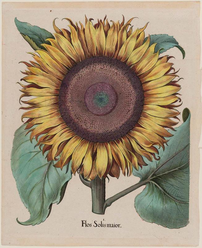 Large Sunflower (Flos Solis Maior), plate 1 from part 5, B. Besler, "Hortus Eystettensis", 1713 edition