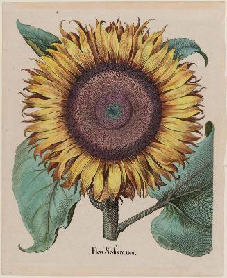 Large Sunflower (Flos Solis Maior), plate 1 from part 5, B. Besler, "Hortus Eystettensis", 1713 edition