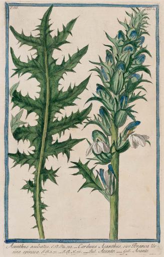 Prickly Acanthus (Acanthus aculeatus)