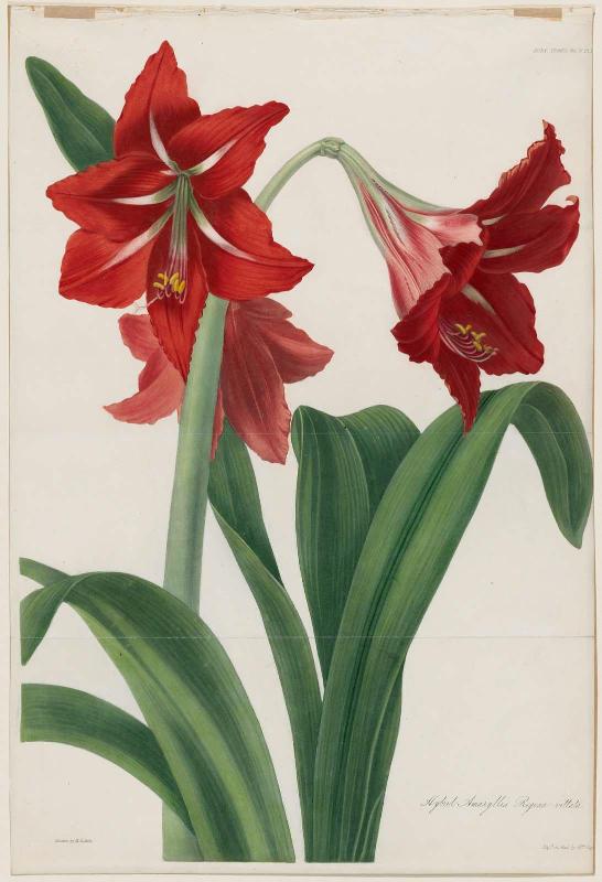 Hybrid Amaryllis Regina vittata (Pl.1 , vol. 5 of Transactions of the Horticultural Society of London...published London 1805–1848)