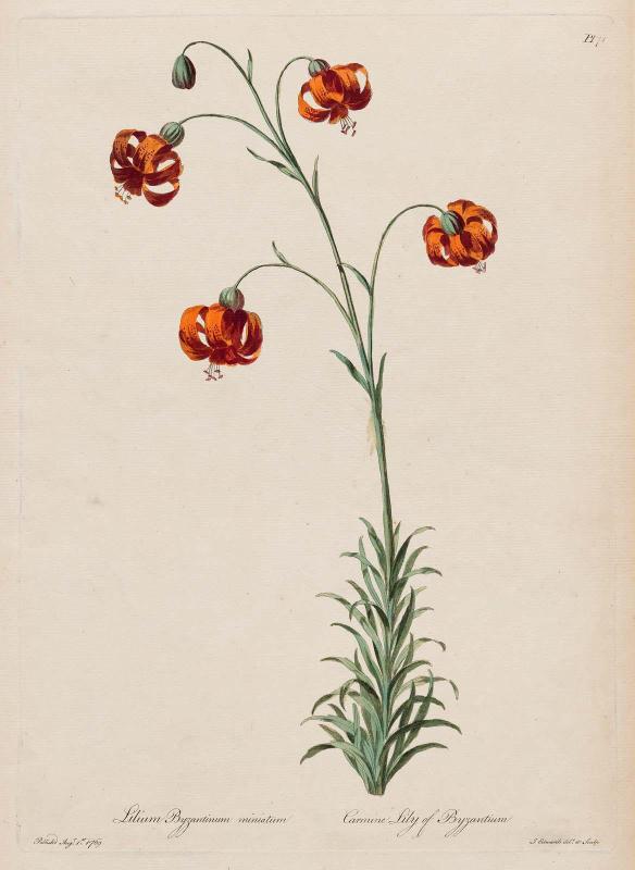 Carmine Lily of Byzantium (Lilium Byzantium)