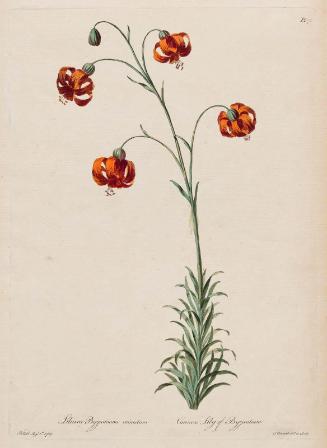Carmine Lily of Byzantium (Lilium Byzantium)