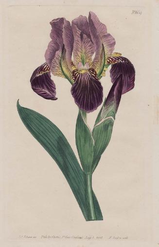 Dingy Flag Iris (Iris Lurida), plate 669 from William Curtis, The Botanical Magazine; or  Flower Garden Displayed, London, 1803.