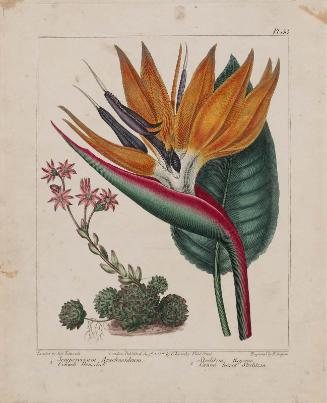 1. Cobweb Houseleek (Sempervivum Arachnoideum)  2. Stemless Strelitzia (Strelitzia Reginae)