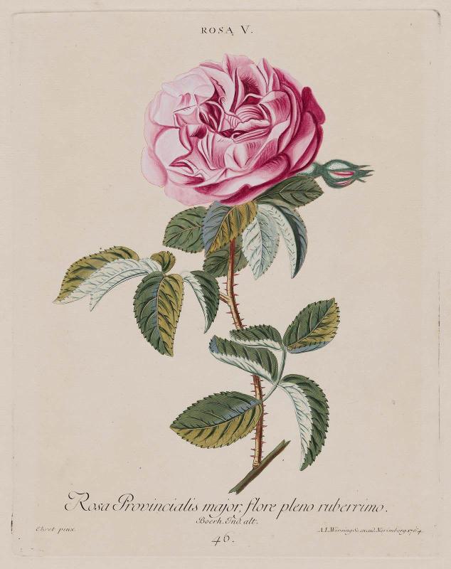 Rosa V/ Rosa Provincialis major (Pl 46 from Christopher Jacob Trew, "Hortus Nitidissimis...", Nuremberg, Wirsing, (1750–86)
