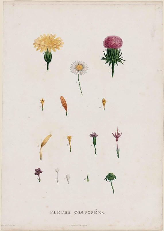 Parts of Flowers (Fleurs composées)