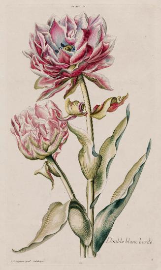 Tulipa V, Double White-Edged Tulip (Double blanc bordé), plate 22 from Christopher Jacob Trew, "Hortus Nitidissimis omnen per annum superbiens floribus, sive amoenissimorum florum imagines", 3 vols.,  Nuremberg, 1750-92.