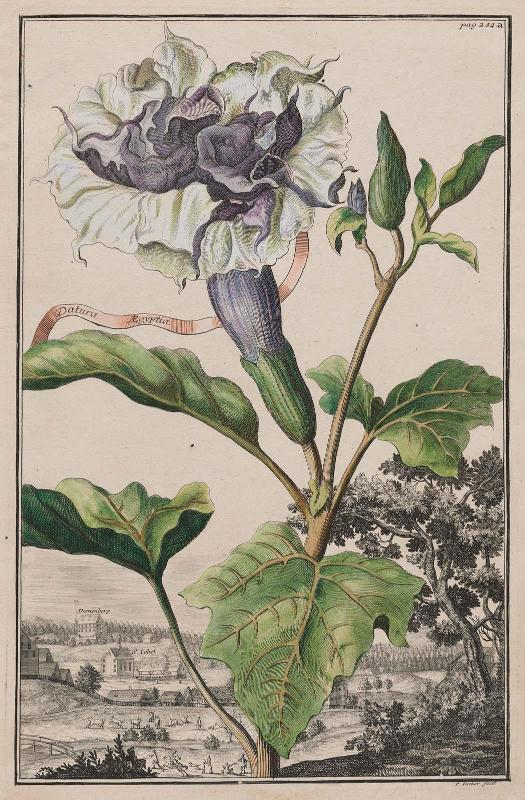 Datura Aegyptia (flore triplici feu pleno)( page 232a from Johann Christoph Volckamer, " Nurnbergische Hesperides", Nuremberg, 1708)