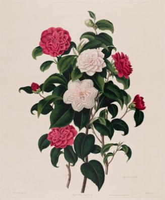 Buff, or Humes Blush Camellia / Myrtle-leaved Camellia, from Samuel Curtis, A Monograph on the Genus Camellia
