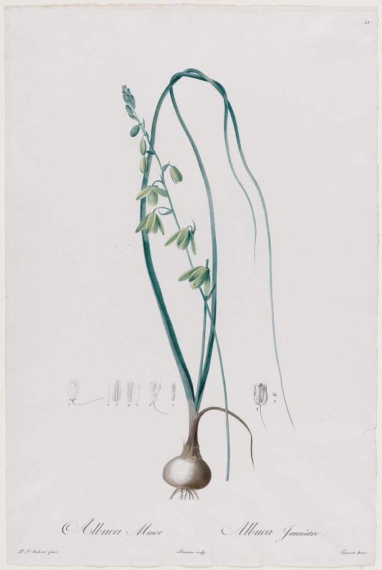 Albuca (Albuca minor)