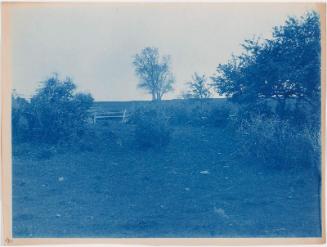 Trees, Bushes, Fence in a Field