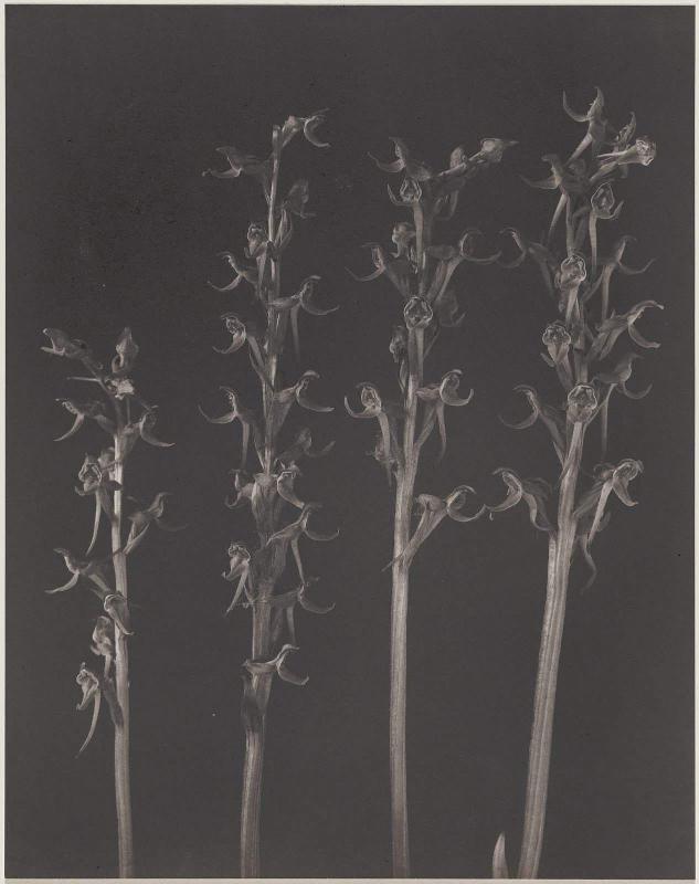 Habenaria, Hookeriana; Hooker's Orchis, from "Wildflowers of New England"