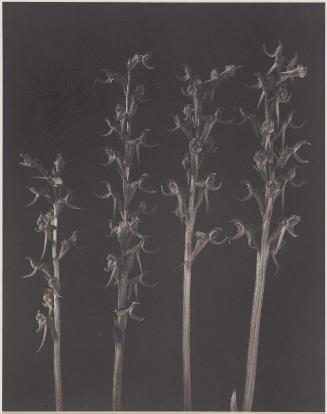 Habenaria, Hookeriana; Hooker's Orchis, from "Wildflowers of New England"