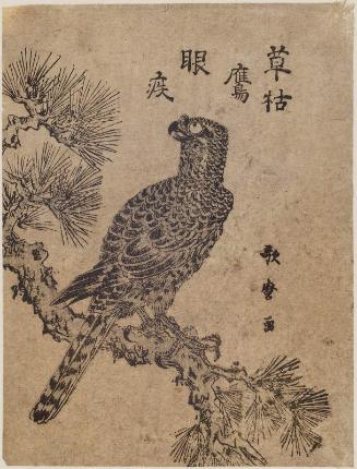 Falcon on Pine Branch