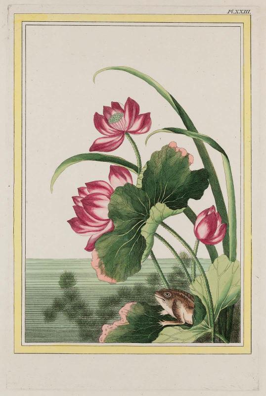 Lotus with Frog, Plate XXIII from Part I (Plants of China) of Pierre-Joseph Buchoz, Collection Précieuse et Enluminée des fleurs les plus belles et les plus curieuses, qui se cultivent tant dans les jardins de la Chine que dans ceux de l'Europe.