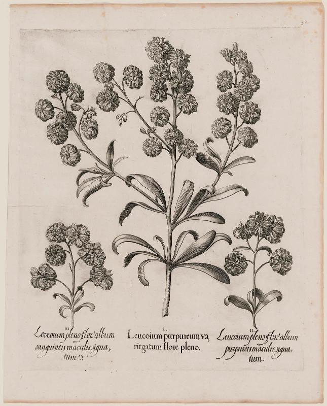Three Varieties of Leucoium (I. Leucoium purpureum variegatum flore pleno. II Leucoium pleno flor album purpureis maculis signatum. III. Leucoium pleno flor album sanguine maculis signatum), from B. Besler, "Hortus Eystettensis", 1713 edition.