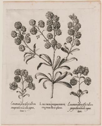 Three Varieties of Leucoium (I. Leucoium purpureum variegatum flore pleno. II Leucoium pleno flor album purpureis maculis signatum. III. Leucoium pleno flor album sanguine maculis signatum), from B. Besler, "Hortus Eystettensis", 1713 edition.