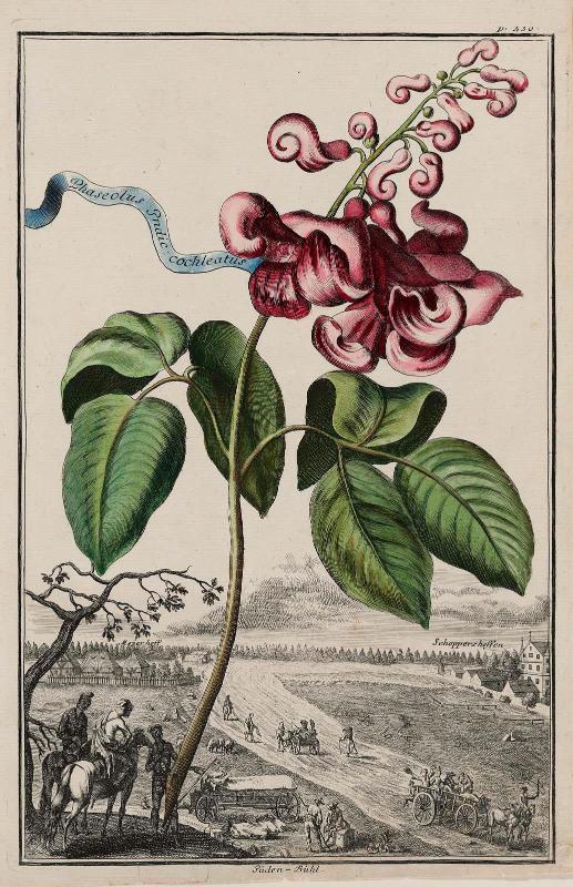 Phaseolus Indic: cochleatus  Puden-Buhl (flore Triumf Bean.) (( page 430 from Johann Christoph Volckamer, " Nurnbergische Hesperides", Nuremberg, 1708)
