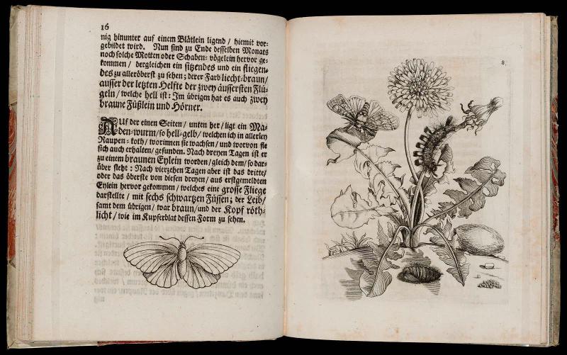 Der Raupen wunderbare Verwandlung und sonderbare Blumen-nahrung