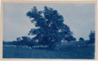 “Man Sitting under a Tree in a Field”