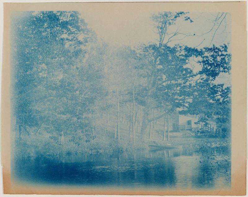 Trees Along the River
