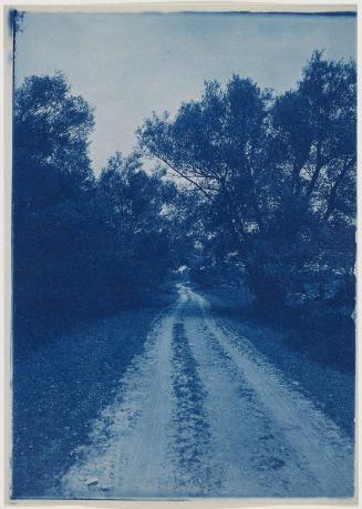 Lane Through Trees