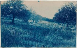 Trees in a Field (Orchard?)